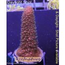 4B3-3 WYSIWYG - Acropora staghorn RED, Höhe 48mm
