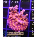 4B3-3 WYSIWYG - Cyphastrea rot, Höhe 32mm