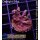 4B3-3 WYSIWYG - Cyphastrea rot, Höhe 32mm