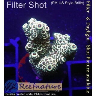 4B2-6 WYSIWYG - Acropora millepora, Höhe 34mm