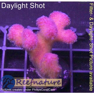 4B2-6 WYSIWYG - Stylophora Fiji Ultra Pink , Höhe 37mm