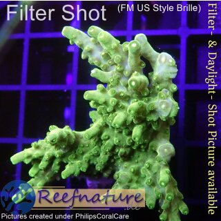 4B2-6 WYSIWYG - Stylophora sp. Tisch, gelb , Höhe 41mm