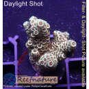 4B2-6 WYSIWYG - Acropora millepora, Höhe 34mm