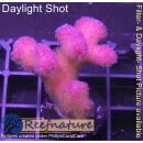 4B2-6 WYSIWYG - Stylophora Fiji Ultra Pink , Höhe 37mm