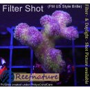 4B2-6 WYSIWYG - Stylophora Fiji Ultra Pink , Höhe 37mm