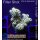 4B2-6 WYSIWYG - Acropora millepora, Höhe 34mm