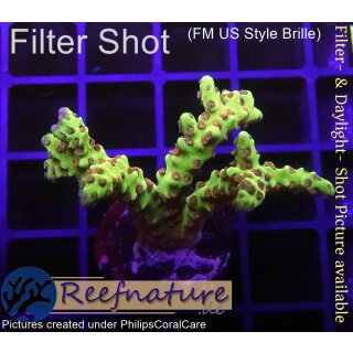 4B3-4 WYSIWYG - Acropora (Anacopora) Golden Rod ,Höhe 33mm