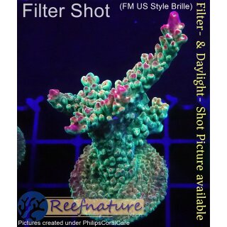 4B3-4 WYSIWYG - Acropora Mango Garden, Höhe 57mm