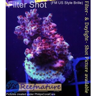 4B3-4 WYSIWYG - Acropora red Planet, Höhe 38mm