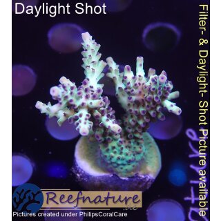4B3-4 WYSIWYG - Acropora sp. Höhe 48mm