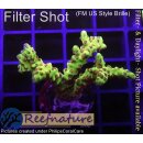 4B3-4 WYSIWYG - Acropora (Anacopora) Golden Rod ,Höhe 33mm