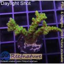 4B3-4 WYSIWYG - Acropora (Anacopora) Golden Rod ,Höhe 33mm