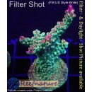 4B3-4 WYSIWYG - Acropora Mango Garden, Höhe 57mm