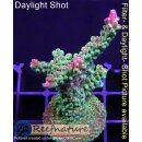 4B3-4 WYSIWYG - Acropora Mango Garden, Höhe 57mm