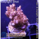 4B3-4 WYSIWYG - Acropora red Planet, Höhe 38mm