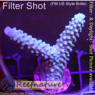 4B3-5 WYSIWYG - Acropora sp. Blau,  Höhe 51mm