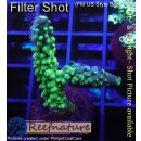 4B3-5 WYSIWYG - Acropora Joker,  Höhe 45mm