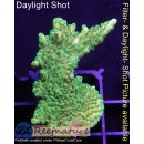 4B3-5 WYSIWYG - Acropora sp. Table Gelb,  Höhe 44mm