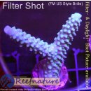 4B3-5 WYSIWYG - Acropora spathulata (Australien)...