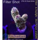 4B7-1 WYSIWYG - Acropora millepora Höhe 27mm