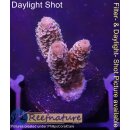 4B7-1 WYSIWYG - Acropora millepora Höhe 27mm