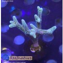 4A3-7 WYSIWYG - Seriatopora silber