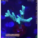 4A3-7 WYSIWYG - Seriatopora silber