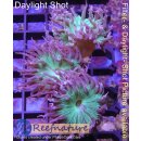 4L1-2 WYSIWYG - Euphyllia Paraancora Grün 2Köpfe