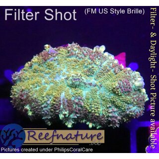 B1-R3-7 WYSIWYG - Discosoma sp. ultra RED