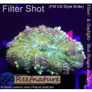B1-R3-7 WYSIWYG - Discosoma sp. ultra RED