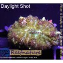 B1-R3-7 WYSIWYG - Discosoma sp. ultra RED