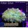 B1-R3-7 WYSIWYG - Discosoma sp. ultra RED