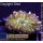B1-R3-7 WYSIWYG - Discosoma sp. ultra RED