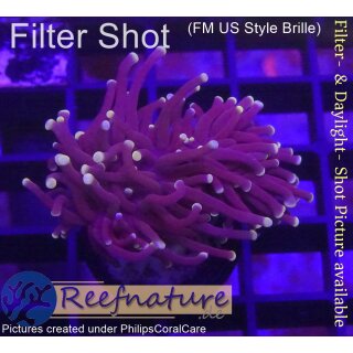 4L1-4 WYSIWYG - Euphyllia glabrescens Black Torch 1Head