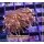 4L1-4 WYSIWYG - Euphyllia glabrescens Black Torch 1Head