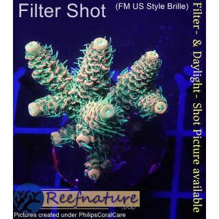 4A7-1 WYSIWYG - Acropora millepora Höhe 37mm