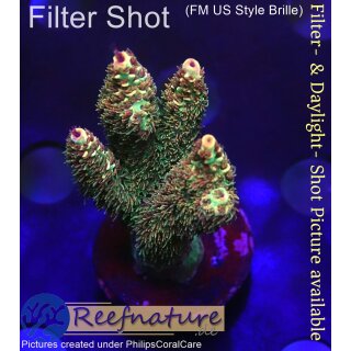 4A7-1 WYSIWYG - Acropora millepora, Höhe 42mm