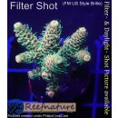 4A7-1 WYSIWYG - Acropora millepora Höhe 37mm