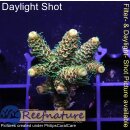 4A7-1 WYSIWYG - Acropora millepora Höhe 37mm