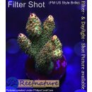 4A7-1 WYSIWYG - Acropora millepora, Höhe 42mm