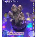 4A7-1 WYSIWYG - Acropora millepora, Höhe 42mm