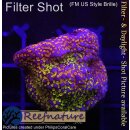 4A7-1 WYSIWYG - Montipora Indo Rainbow Grün/Rot/Lila