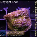 4A7-1 WYSIWYG - Montipora Indo Rainbow Grün/Rot/Lila