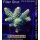 4A7-1 WYSIWYG - Acropora millepora Höhe 37mm