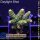 4B1-1 WYSIWYG - Montipora CrazyT (Indonesien)