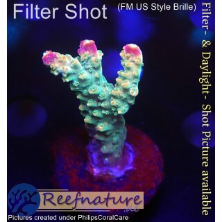 4A7-2 WYSIWYG - Acropora sp, Höhe 37mm