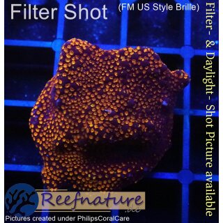 4A7-2 WYSIWYG - Montipora Superman Rot