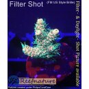 4A7-2 WYSIWYG - Acropora millepora Höhe 24mm