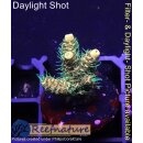 4A7-2 WYSIWYG - Acropora millepora Höhe 24mm