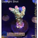4A7-2 WYSIWYG - Acropora sp, Höhe 37mm